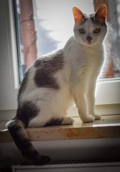 Mia  Ruhige Katzendame sucht Zuhause