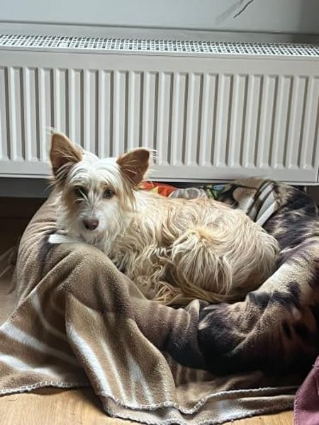 Wuschelmaus Maika