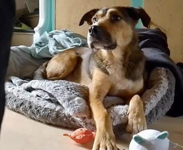 Sky - ist verträglich mit Hund & Katze