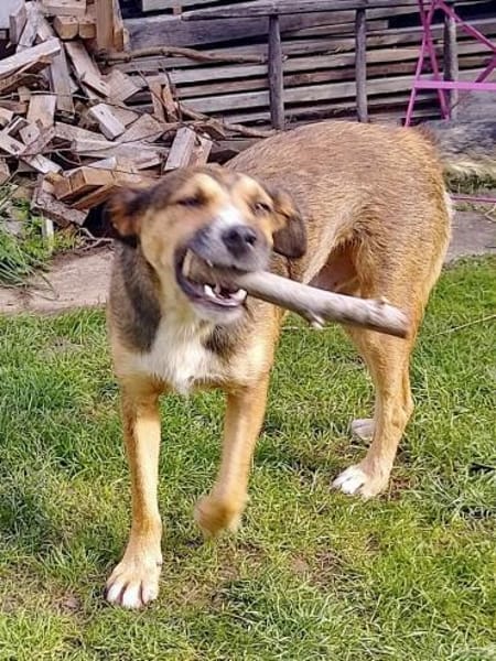Sky - ist verträglich mit Hund & Katze