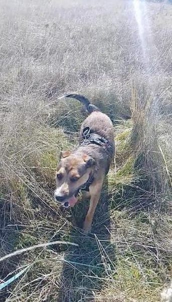 Sky - ist verträglich mit Hund & Katze