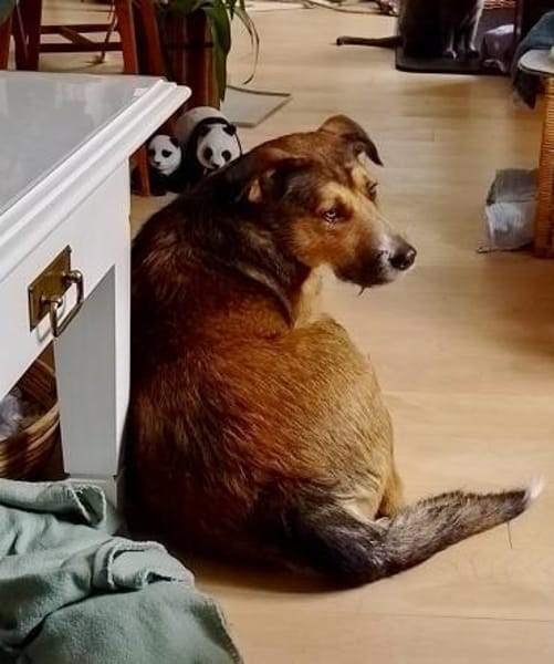 Sky - ist verträglich mit Hund & Katze