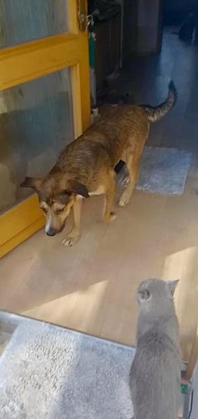 Sky - ist verträglich mit Hund & Katze