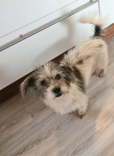 Sarita- Bezaubernde Wuscheline sucht ..