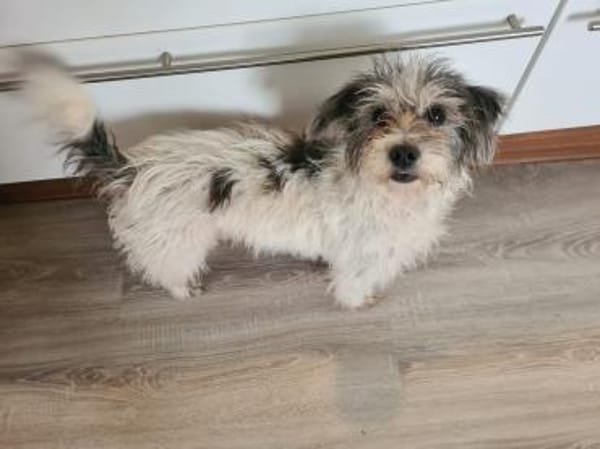Sarita- Bezaubernde Wuscheline sucht ..