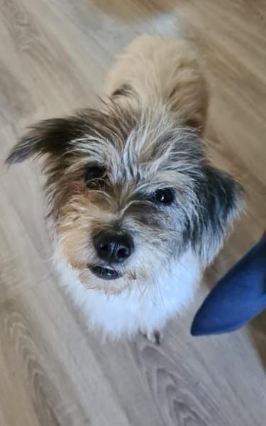 Sarita- Bezaubernde Wuscheline sucht ..