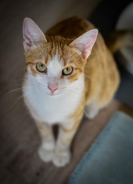 Marco  verspielter Jungkater sucht!