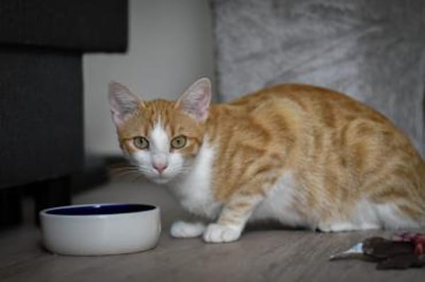 Marco  verspielter Jungkater sucht!