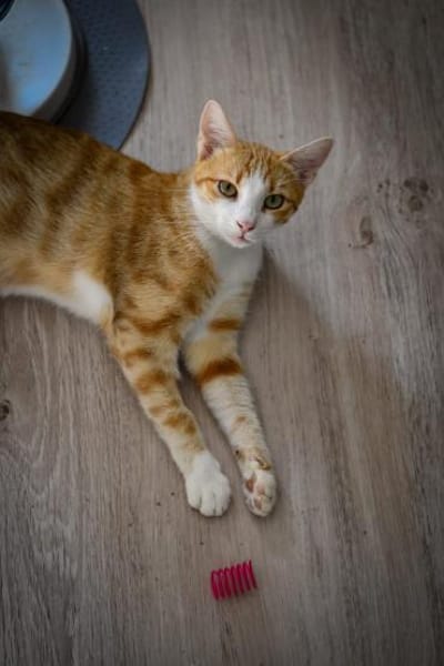 Marco  verspielter Jungkater sucht!