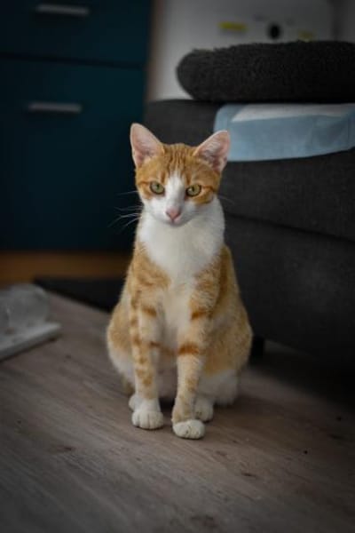 Marco  verspielter Jungkater sucht!
