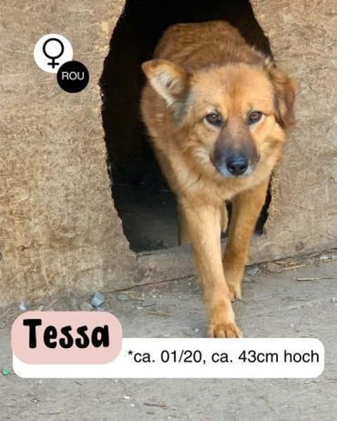 Sanfte TESSA sucht DICH