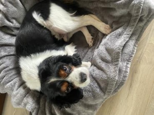 Lenny in 47877 Willich