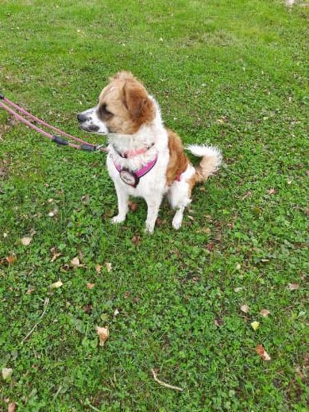 Vicky sucht ein neues Zuhause