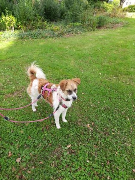Vicky sucht ein neues Zuhause