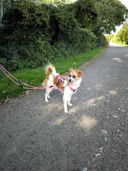 Vicky sucht ein neues Zuhause