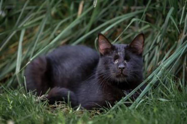 Bilnde abenteuerlustige Arya