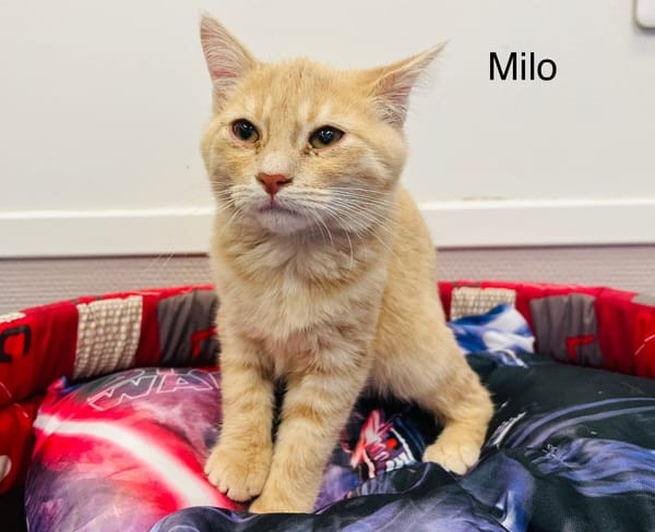 Milo