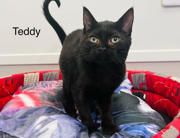 Teddy