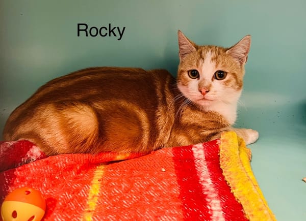 Rocky