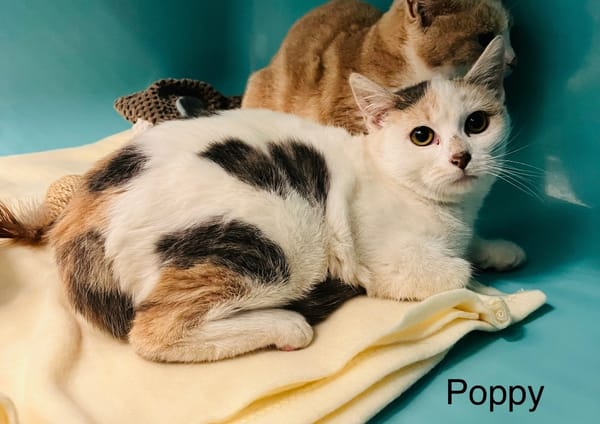 Poppy