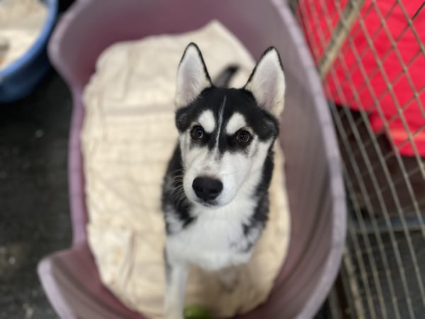 Shiro