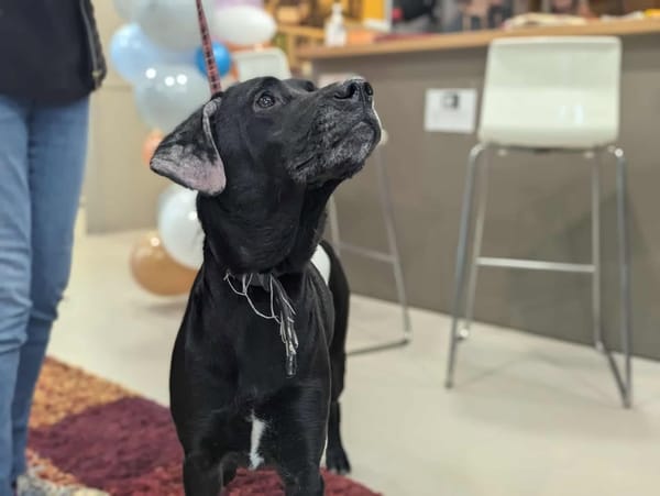 Stella