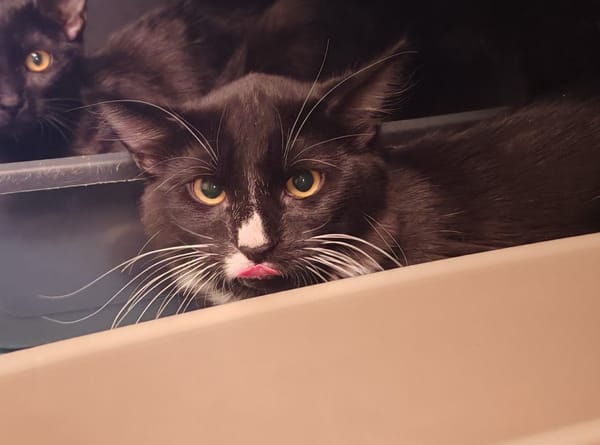 FIFI