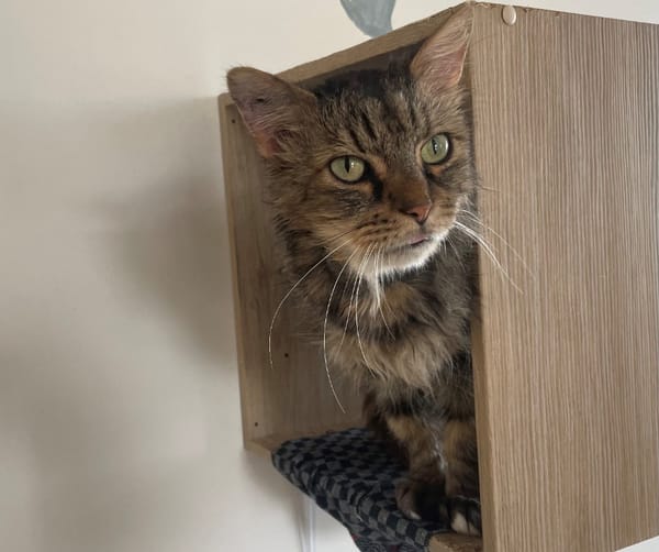 RUFUS