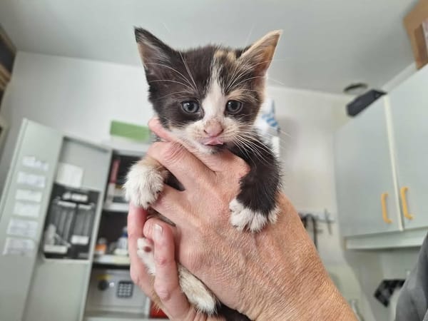 MIRABELLE