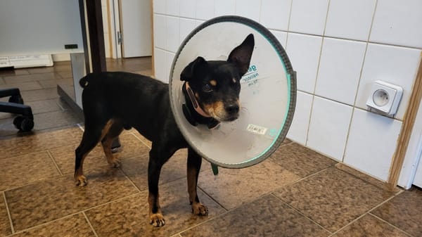 NILO