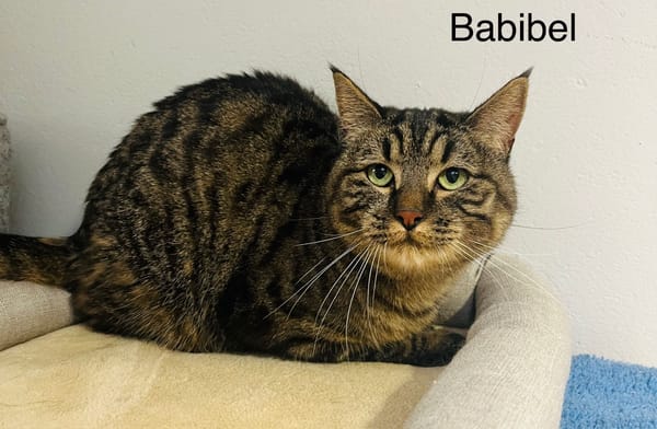 Babibel