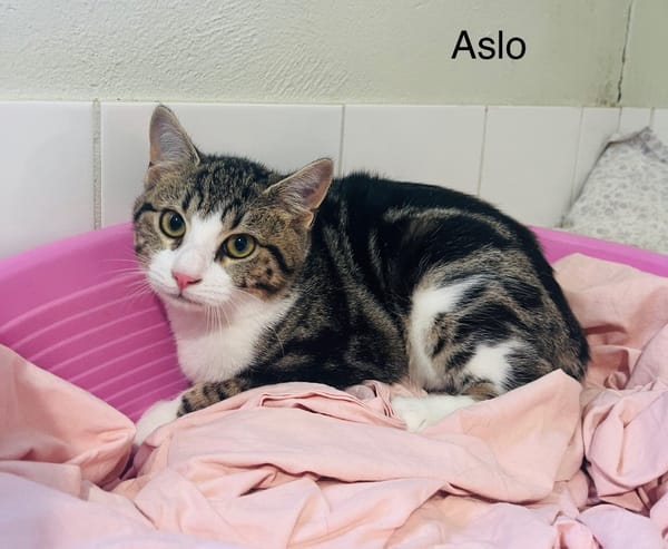 Aslo