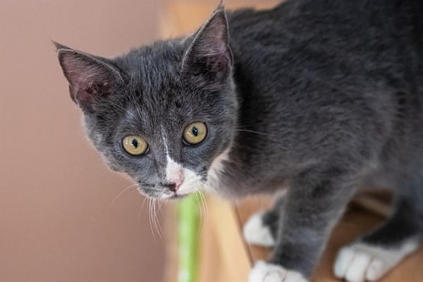 Arya
