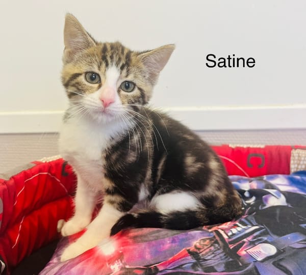 Satine