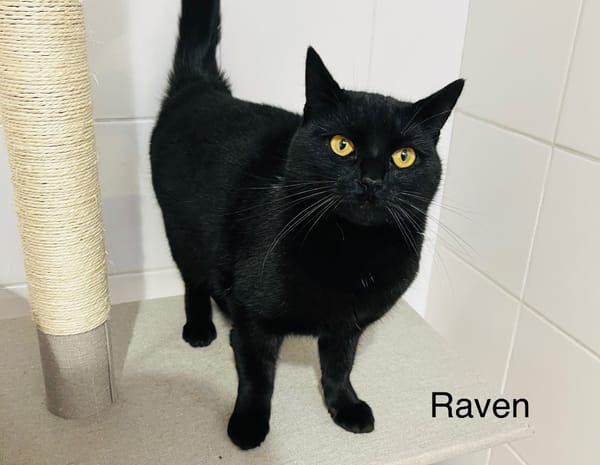 Raven
