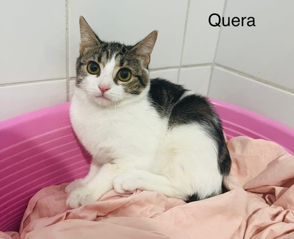Quera