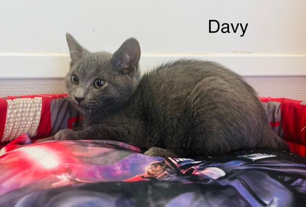 Davy
