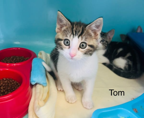 Tom