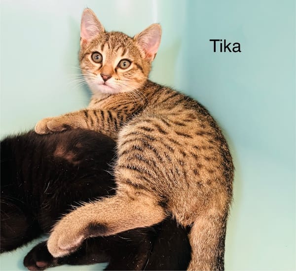 Tika