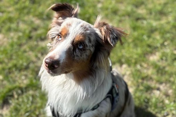 CHARLY