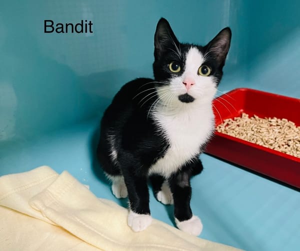 Bandit