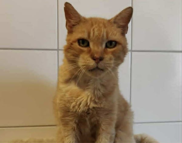 TIGROU