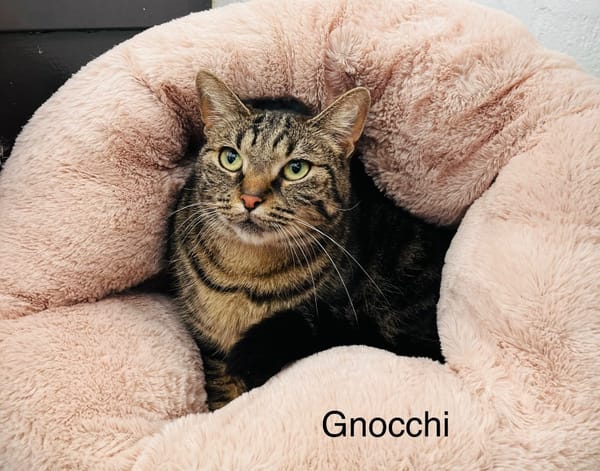 Gnocchi