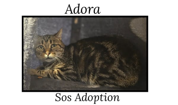 ADORA