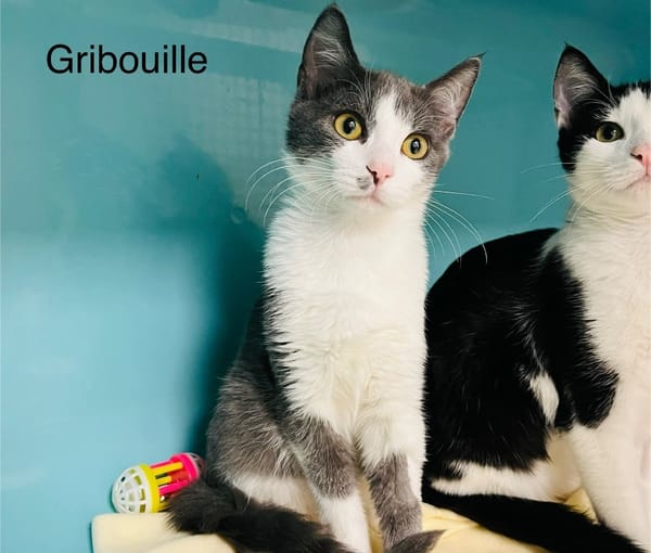 Gribouille