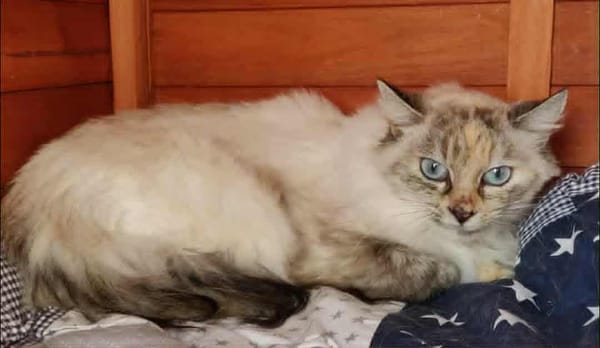 choupette