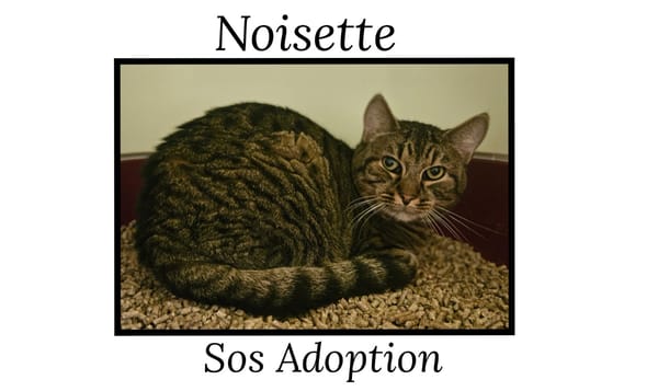 NOISETTE(Réservé)