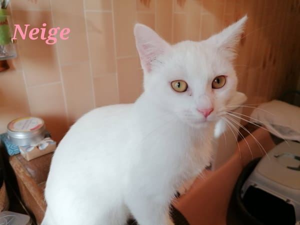 Neige