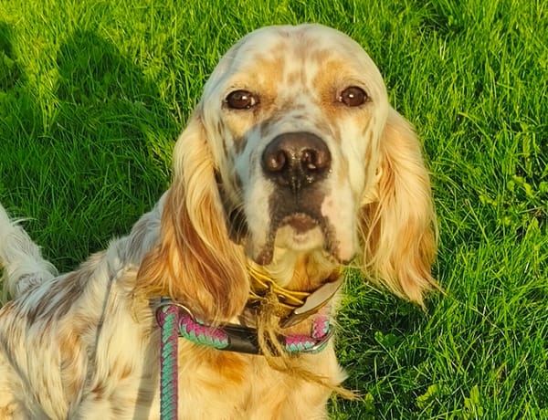 alf