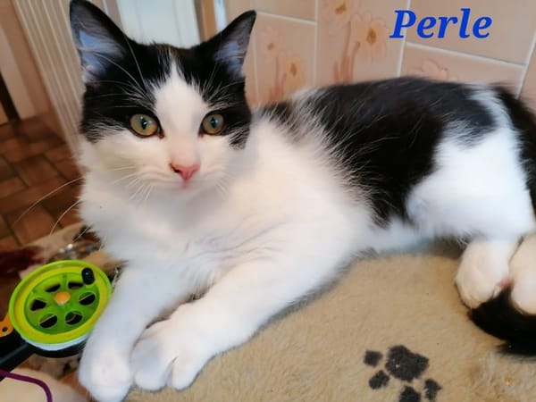 Perl